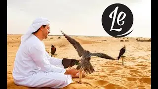 Platinum Heritage Falcon Experience, Dubai- The World's Best Holidays on 7  |  LUXURY ESCAPES