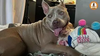 This dog was returned because he was deaf&mdash;Now his big ears are just accessories.