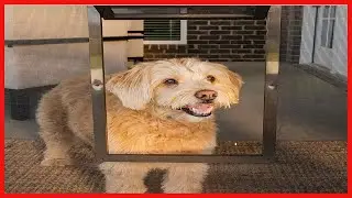 PetSafe Pet Screen Door   Dog and Cat Door for Screen Door, Window and Porch Use