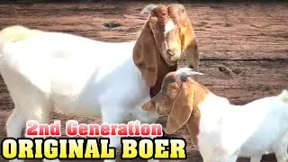 Full Blood Male Boer  Ka Baccha 🤩 Paalo Ya Fir Breeder Banao 😃 - Boer Male Kid 