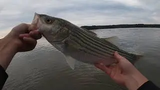 Summer white bass and striped bass fishing at lake oconee