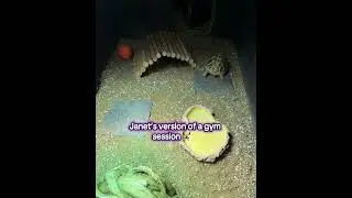 Janet&rsquo;s Tiny Gym Session 🐢💪 | Tortoise Timelapse #tortoise #hermann #tortoiselove #exercise