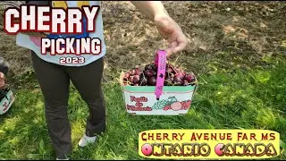 Cherry Avenue Farms Ontario Canada | Cherry Picking 4K