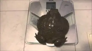 巨大アフウシの体重測定　Weight measurment of a Giant bull frog