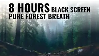 Pure Forest Breath &ndash; 8 Hours Black Screen (3D Binaural) | Immersive Soundscapes