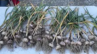 Prepping hard neck garlic for storage. Zone 2-3. Red Russian.