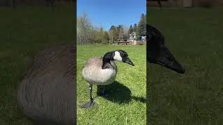 Hungry goose