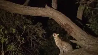 Leopard and Baby Monkey