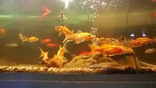 CARASSIUS Y CARPAS EN UN ACUARIO  ¿POR QUE SE ATACAN ?