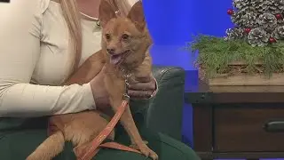 Home Sweet Home: Meet Pickles