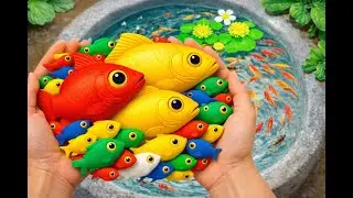 Catch beautiful aquarium fish in small pond with cute baby turtles #fish #koi #aquarium #guppies