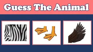 Can You Guess the Animals Quiz | Guess the Animals by their Texture