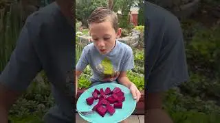 Dragon fruit&hellip; let&rsquo;s see how it tastes! #minifoodie #adventures #travel #makehimviral #subscribe