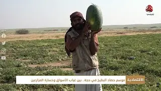 موسم حصاد البطيخ في حجة .. بين غياب الأسواق وخسارة المزارعين