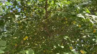Maidenhair - branches, twigs, leaves & fruit - October 2025