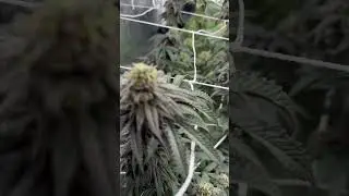 Slurricane #7 #marshydro #giagreen