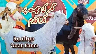 بکریاں پالنے کا اسان طریقہ۔ MTN Gotes farm latest update 9/19/25 || Roof top Bakra farm designing