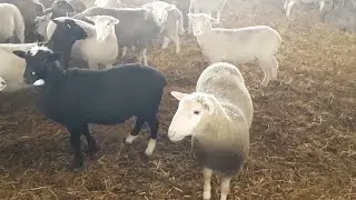 What is a Lamb Feedlot?