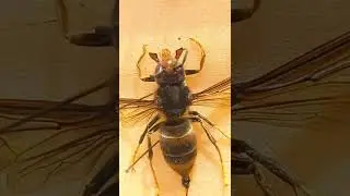 Asian Hornet Vespa velutina (Hymenoptera). Small Asian Hornet. Invasive Predaceous Species. France.