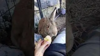 #комбанк#когда#у#меня#были#кролики#😍