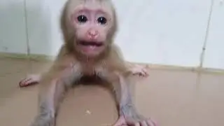 Tear Come Down Fast ! Newborn Aba Cry Loudly Cannot To Stop Mom Give Learn To Walk