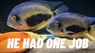 WHEN BREEDING MY UARU GOES WRONG #BREEDING #SPAWN