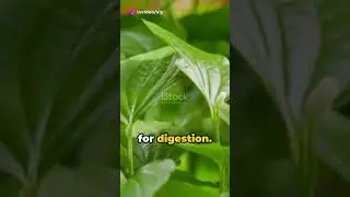 Sorrel Health Benefits