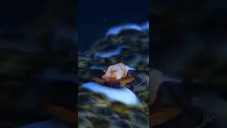 The Emperor shrimp #bugDreamer #underwater #rare #seacreatures