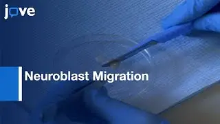 In Vivo Electroporation and Time Lapse Imaging of Neuroblast Migration | Protocol Preview