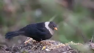 Birding in Rishop (Nikon D7200 with 200-500 f5.6)