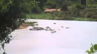 Wildebeest and Hippos Kruger