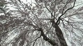 Weeping Cherry Tree／しだれ桜