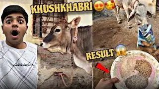 Good News 😍 | Lakshmi Heat Mein Aa Gayi | Best Cow Feed for High Milk Yield