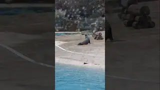 Sea Lions At Blackpool Zoo