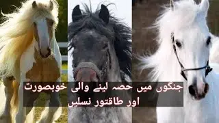 9 Most Powerful Horse Breeds In History | Khoobsurat or Jangi Ghory |