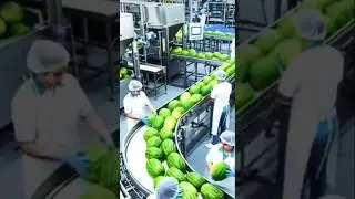 Watermelon process plant