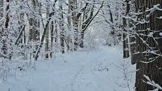 Silent Snow Walk Through the Woods ❄️ | 3 Minutes of Winter Calm