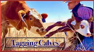 Tagging Calves, Bottle Calves, & Moving Calves All Around