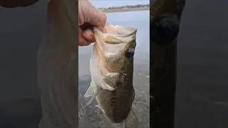 You cant leave home without this bait! Its a cold water bass catcher!