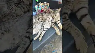 உண்ட மயக்கம் #catlife #catlovers #catshorts #funnyshorts #cat #funnycat #pets #catholic #catvideos