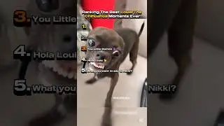 Ranking The Best Louie The Chihuahua &ldquo;Nikki Bestie&rdquo; Moments Ever #rankings #dog #chihuahua