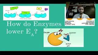 Enzyme Notes