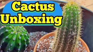 Unboxing and potting Amazing cactus from Torch cactus 🌵