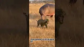 A Leopard Didn&rsquo;t Expect THIS From a Hippo 😳