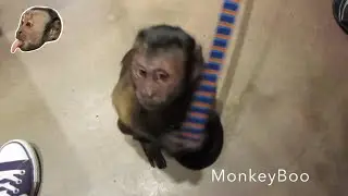 Обезьянка получает УДАР!