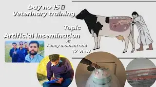 veterinary training day no 15 TOPIC ARTIFICIAL INSEMINATION AND some funny moment 🤣🤣