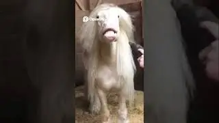 Barnyard Antics  Hilarious Animals & People! #animaljourney #animaltransformation #beautifulnature