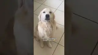 Когда пытаешься дать лекарство умной собаке 😂