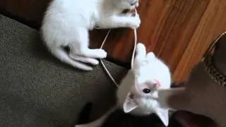 Kittens galore at The GD Studio