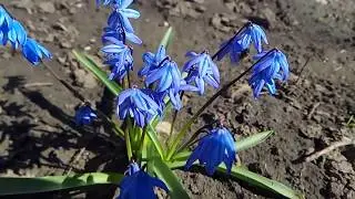 ПРОЛЕСКИ (синие голубые цветы, видео цветелие) 120fps SLOW MOTION